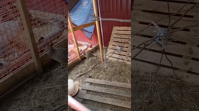 Брачные игры фазана. И у нас скоро будет пополнение. Жду яйцо. смотреть онлайн