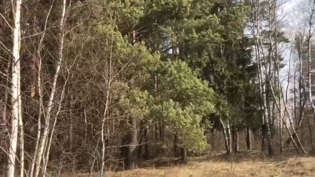 ПРОБУЖДЕНИЕ ПРИРОДЫ