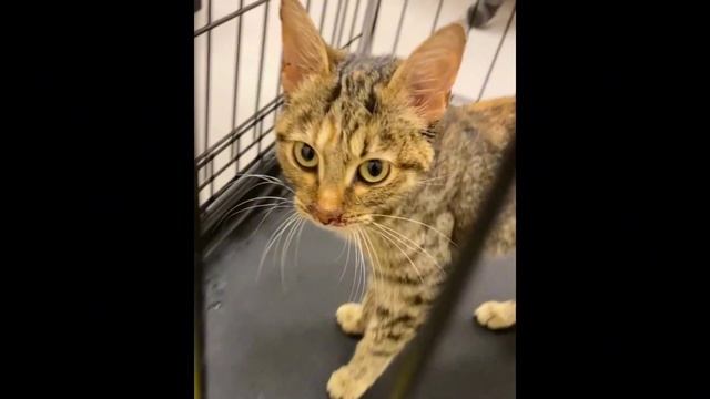 Котенка клевали вороны: он уже не мог встать. смотреть онлайн