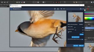 How I use Topaz SHARPEN AI for Wildlife Photography