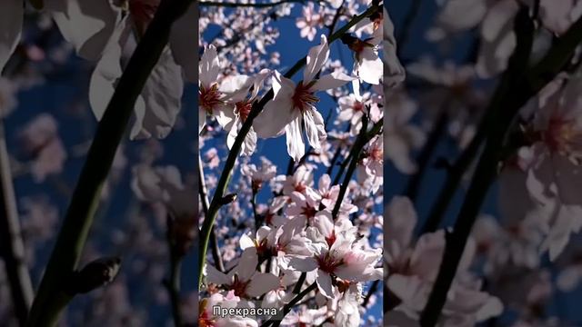 Весна на Кипре. Лови момент https://capital-realt.by/kipr-04-04-2022 +375296095817 Алиса
