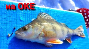 ДАЖЕ НЕ ОЖИДАЛ ТАКИХ РЫБОК. Зимняя рыбалка на ОКЕ на КАЛУЖСКИЙ ШАРИК.