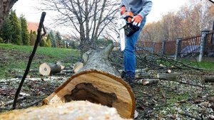Another bucking with STIHL MS 291.