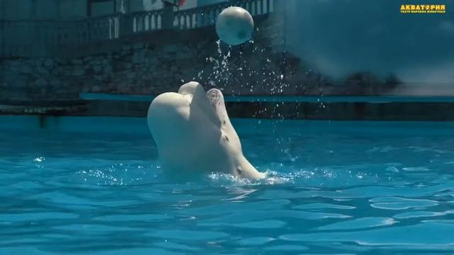 Шоу 2019 года «Восточная сказка» Театра морских животных Акватория смотреть онлайн