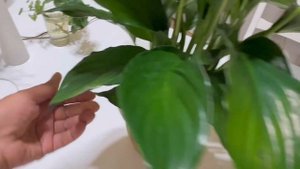 Женское Счастье (Спатифиллум) с Черными Листьями