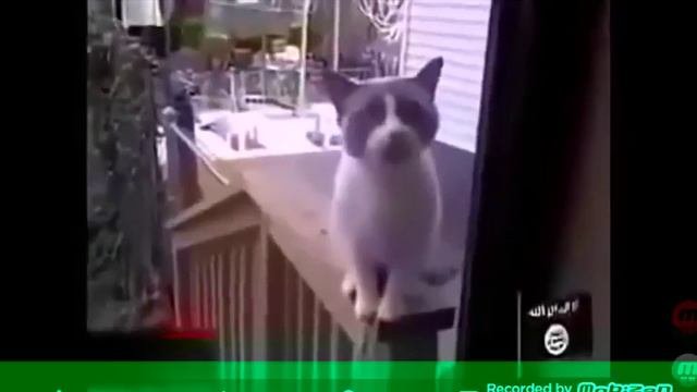 Описания, посмотрите.