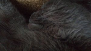 Кот храпит во сне как взрослый мужик.