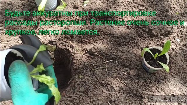 Расторопша. Высадка рассады в открытый грунт