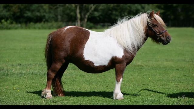 ?Horse-show? 3-СЕЗОН 17-ВЫПУСК (ШОТЛАНДСКИЙ ПОНИ) смотреть онлайн