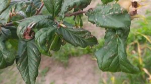 Муршмула в Беларуси. Вы такое чудо видели? Пробовали?)))