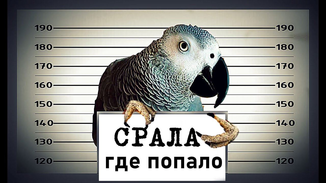 ✅ ЛУЧШИЙ СБОРНИК ПРИКОЛОВ С ЖАКО ПЕТРУНЕЙ  ДЕНЬ СМЕХА