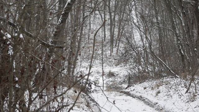 Охотничьи истории часть  2