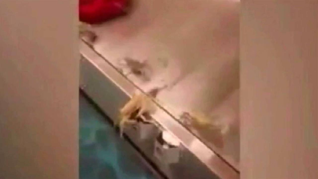 По аэропорту Кеннеди в Нью-Йорке разбежались крабы