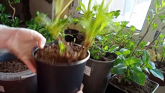 Что делать с крупнолистной гортензией в январе?!??Проснулись почки? смотреть онлайн