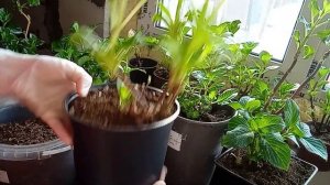 Что делать с крупнолистной гортензией в январе?!??Проснулись почки?