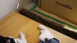Одетая кошка. Сшейте одежду для кошки своими руками