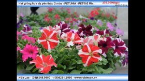 Hoa dạ yên thảo 2 màu - PETUNIA PET602 Mix