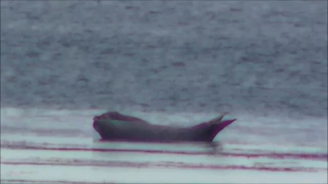 Рай для сивучей и тюленей.Впервые такое вижу. смотреть онлайн