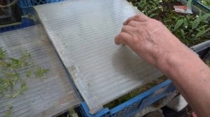 #МаркинВладимир #Орхидеи Высадка Сеянцев Орхидей Из Колб