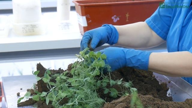 Горох с Кормилицей Микоризой для корней Универсальной