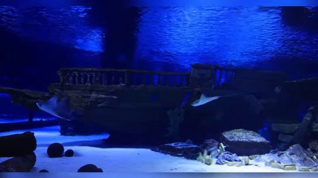 Sleep Music, Calming Music, Insomnia, Deep Sleep Music 24/7, Sleep, Relaxing Music, Study&Meditatio смотреть онлайн