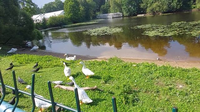 Елагин остров. Фестиваль уличных театров. Санкт-Петербург.