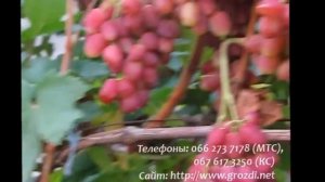 сорт винограда Ксения (Анжелика)