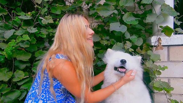 Уход за зубами самоеда | Gabby Gab чистит зубки смотреть онлайн