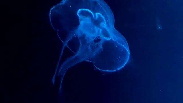 Упр для СКОРПИОНА смотреть онлайн