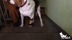 Собака в протезе впервые поднимается по лестнице. Протез передней лапы для собаки ZooLab