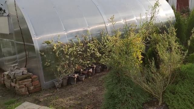 Где была? Чё видала? Поговорим. И, конечно, покажу новые садовые радости.??? смотреть онлайн