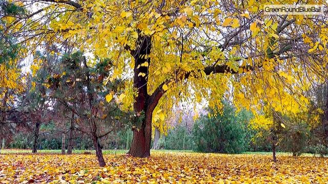 Лечебные звуки Осеннего леса Пение птиц успокаивает / Для чтения и хорошего Сна / видео 4 К, 3 часа смотреть онлайн