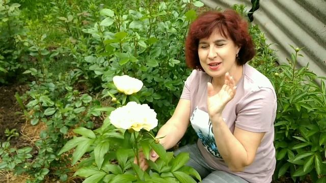 Квітування  ранніх сортів Півоній Sunny Girl, Blaze, Rubra Plena  - насолода для душі!