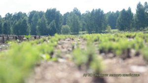 Лесной питомник АУ КО "Комитет лесного хозяйства"