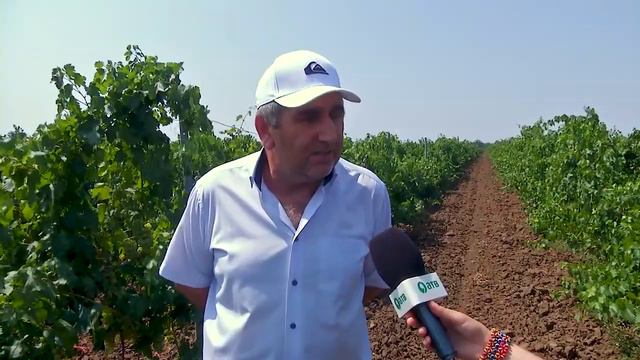 _Как выращивают виноград на Ставрополье