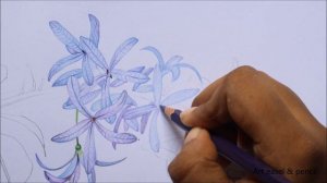 Sandpaper Vine Drawing in Color Pencils | How to Draw Flowers | Petrea Volubilis