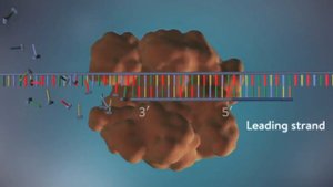 ДНҚ Репликациясы | қазақша