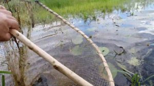 Рыбалка сачком по тинкам.