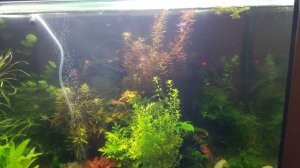 Планария в аквариуме ч2