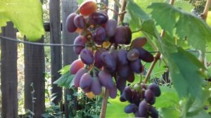 Виноград Байконур и Эталон. Урожай 2017. Сигналки
