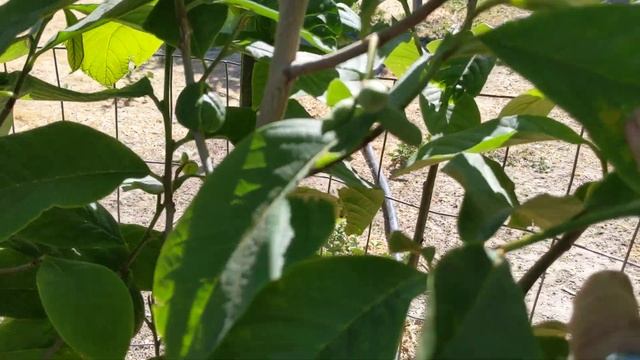 Дождались: Первые завязи на азимина трилоба(paw paw) смотреть онлайн