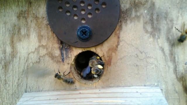 Пчёлы. Часть 3. История одной борти. смотреть онлайн