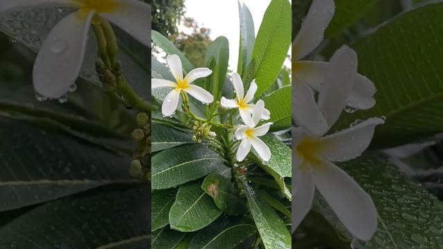 Plumeria Alba #nature #hiamazingindia #flowers #flower #plumeria #shorts  #viral #video #short