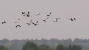 Снег седины.Людмила. Зыкина.