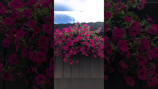 Лучшая ампельная петуния. Самые мощные и длинные побеги!