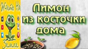 Выращивание. Как вырастить лимон.