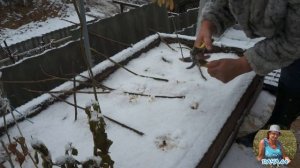 Павловния на Саратовской земле, часть 2.