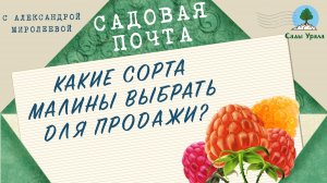 Садовая почта: Какие сорта малины выбрать для продажи? Выпуск 10