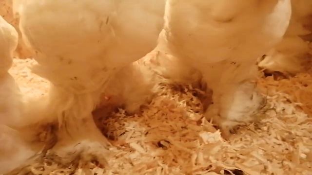 Белый кохинхин. 2 месяца