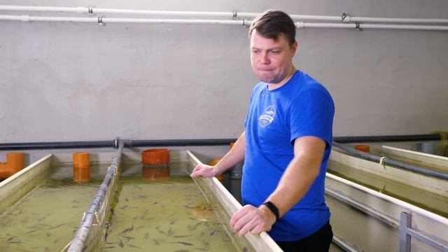 Белуга растёт. смотреть онлайн